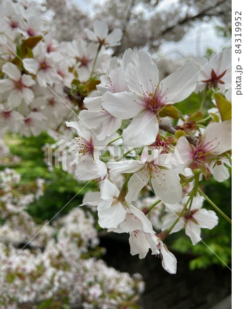 満開の桜 84319952
