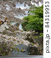 川沿いに咲く桜 84319953