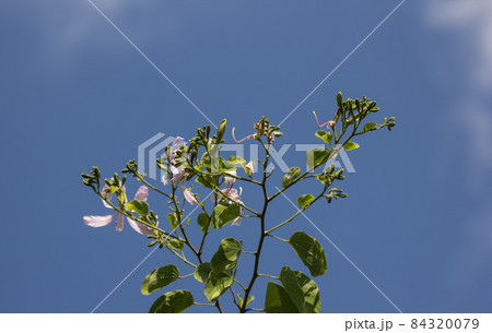 Pink flower or Bauhinia flower 84320079