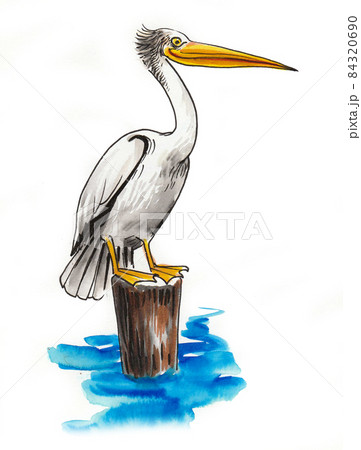 Pelican Bird Sitting On Wooden Post Ink And のイラスト素材