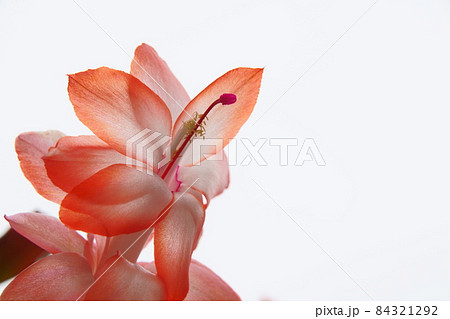 夏の北海道の屋外で咲いた鉢植えのシャコバサボテンの花 84321292