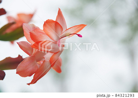 夏の北海道の屋外で咲いた鉢植えのシャコバサボテンの花 84321293