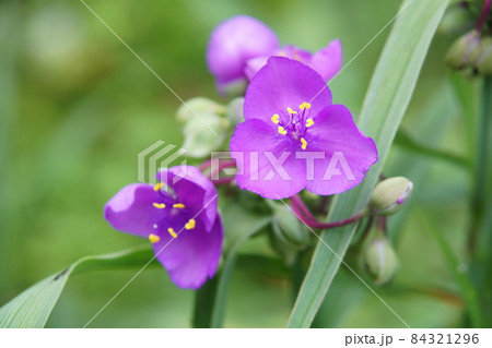 朝の庭に咲くムラサキツユクサの花 84321296