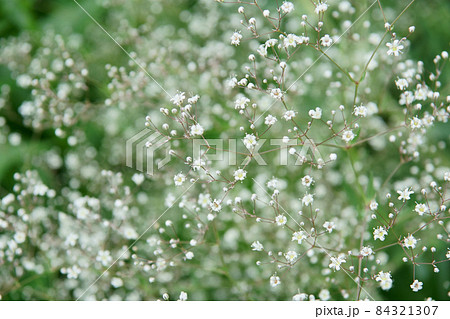 庭に咲くカスミソウの花 庭に咲くカスミソウの花 84321307