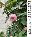ピンクのバラの花 84321378