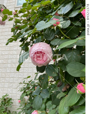 ピンクのバラの花 84321378