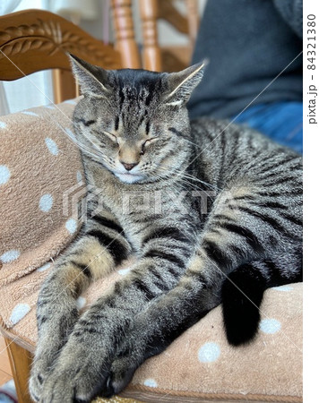 まどろむキジトラの猫 84321380