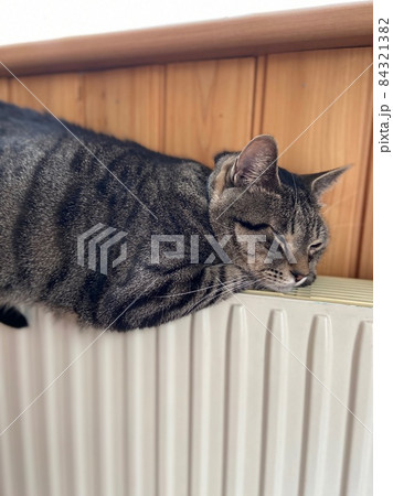 寝るキジトラの猫 84321382