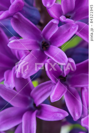 Macro view of spring garden purple hyacinth flower Macro view of spring garden purple hyacinth flower 84321945