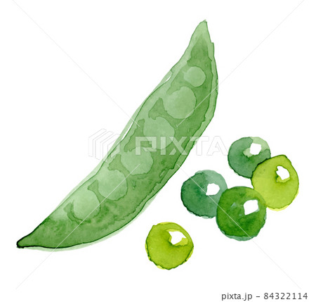 Pea pod. Hand drawn watercolor painting on white background, vector illustration. Pea pod. Hand drawn watercolor painting on white background, vector illustration. 84322114