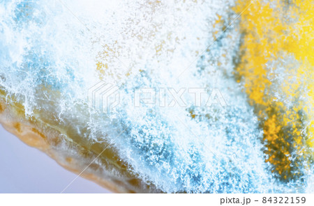 Blue and white beautiful mold on a slice of lemon, ascomycetous fungi Penicillium 84322159