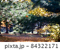 秋、冬の光に輝く紅葉の美しい公園、牧場⑴ 84322171