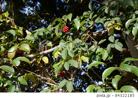 サネカズラの実 84322185