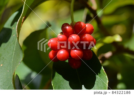 サネカズラの実 84322186