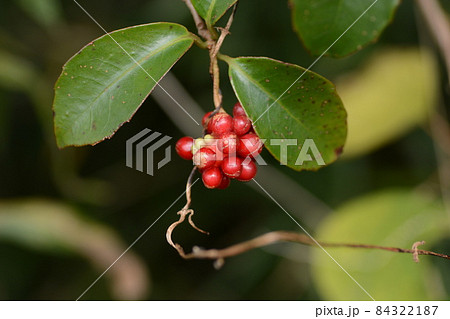 サネカズラの実 サネカズラの実 84322187