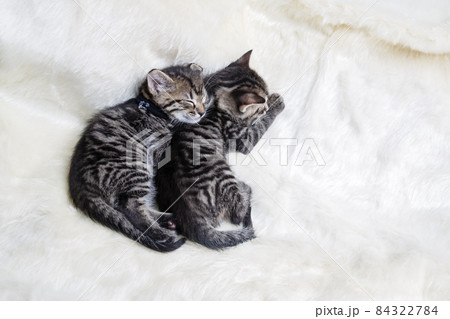 Kittens is sleeping 84322784