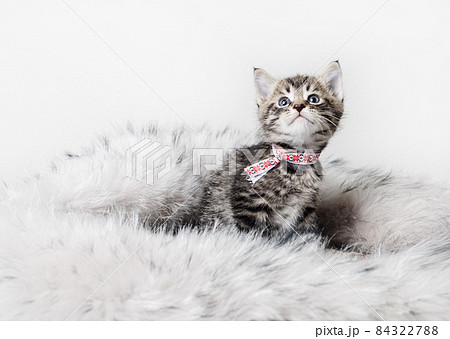 Cute kitten sitting 84322788