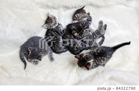 Litter of five kittens Litter of five kittens 84322790