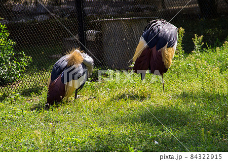 Two grey crowned crane (Balearica Regulorum) 84322915