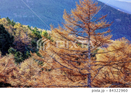蓼科中央高原の秋 蓼科中央高原の秋 84322960