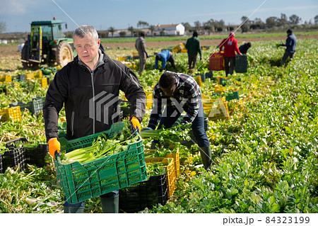 Mature man gardener picking crate with harvest of celery in rural Mature man gardener picking crate with harvest of celery in rural 84323199