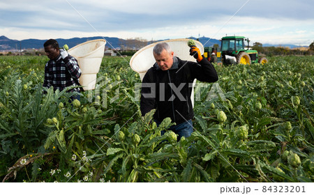 Workers gathering in crops of artichokes 84323201
