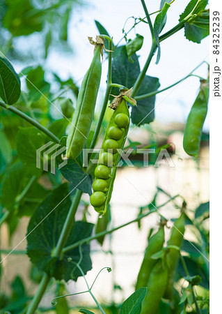 green peas growing on the farm green peas growing on the farm 84325239