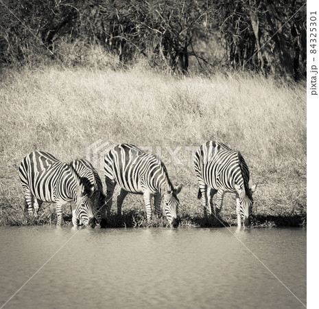 Herd of zebras in the African savannah 84325301