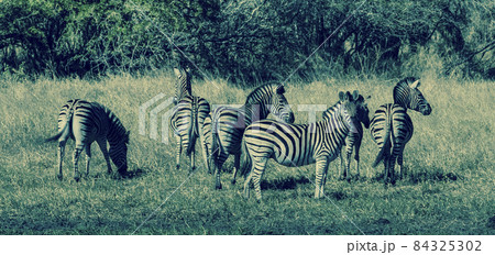 Herd of zebras in the African savannah 84325302