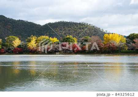 秋の大沢池 池畔の紅葉 京都市右京区嵯峨 秋の大沢池 池畔の紅葉 京都市右京区嵯峨 84325612