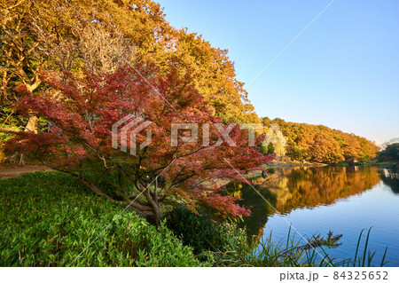 森の紅葉と水鏡　じゅん菜池緑地 84325652