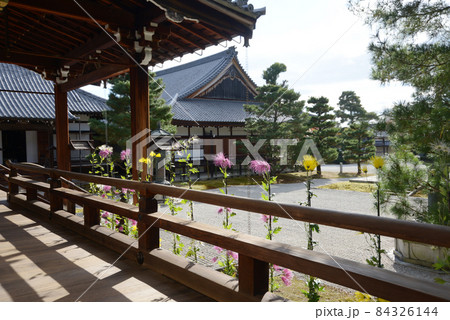 秋の大覚寺 御影堂前の嵯峨菊 京都市右京区嵯峨 秋の大覚寺 御影堂前の嵯峨菊 京都市右京区嵯峨 84326144