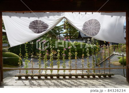 秋の大覚寺 式台玄関の嵯峨菊 京都市右京区嵯峨 秋の大覚寺 式台玄関の嵯峨菊 京都市右京区嵯峨 84326234