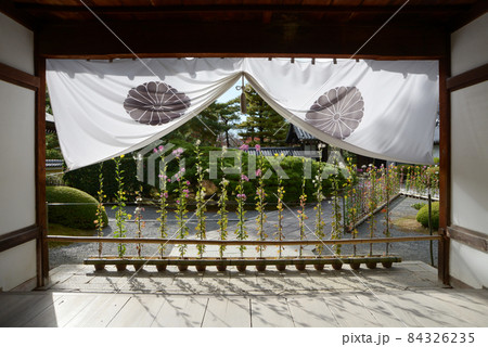 秋の大覚寺　式台玄関の嵯峨菊　京都市右京区嵯峨 84326235