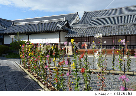 秋の大覚寺 境内の嵯峨菊 京都市右京区嵯峨 秋の大覚寺 境内の嵯峨菊 京都市右京区嵯峨 84326262