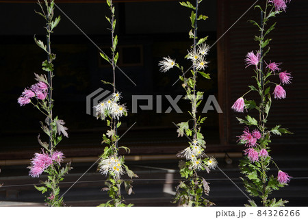 秋の大覚寺 式台玄関の嵯峨菊 京都市右京区嵯峨 秋の大覚寺 式台玄関の嵯峨菊 京都市右京区嵯峨 84326266