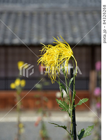 秋の大覚寺 境内の嵯峨菊 京都市右京区嵯峨 秋の大覚寺 境内の嵯峨菊 京都市右京区嵯峨 84326268