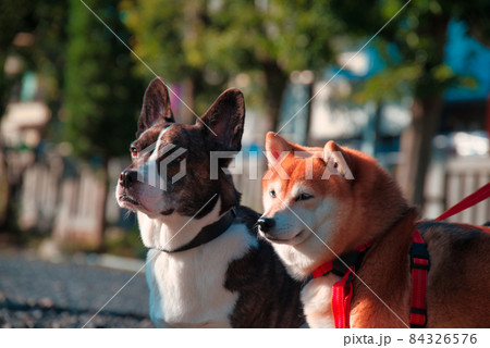 神社と犬 84326576