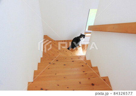 階段を降りる途中で振り返る猫 階段を降りる途中で振り返る猫 84326577