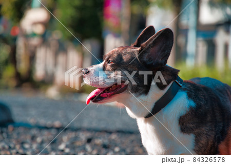 犬の散歩 84326578