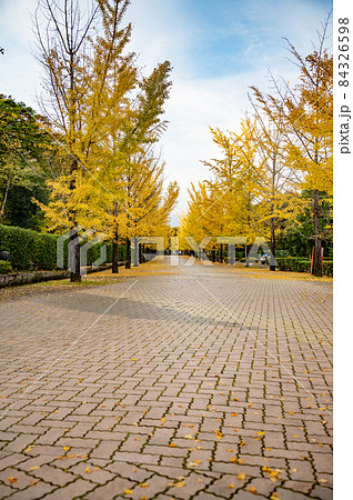 秩父ミューズパークの紅葉 秩父ミューズパークの紅葉 84326598