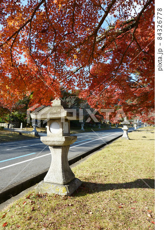 秋の日吉大社　参道の紅葉と石灯篭　滋賀県大津市坂本 84326778
