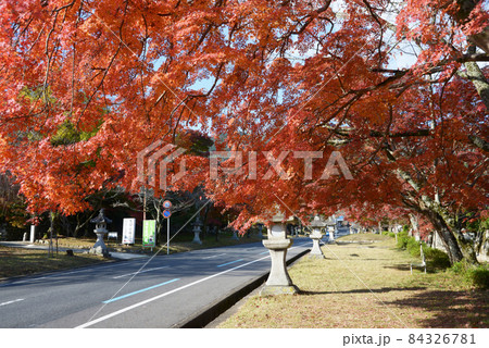 秋の日吉大社 参道の紅葉と石灯篭 滋賀県大津市坂本 秋の日吉大社 参道の紅葉と石灯篭 滋賀県大津市坂本 84326781