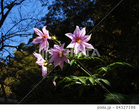 皇帝ダリア Tree dahlia 皇帝ダリア Tree dahlia 84327198