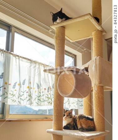 キャットタワーでリラックスする同居猫 84327813