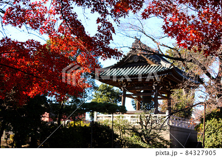 紅く染まった福蔵院の楓と鐘楼堂(2) 紅く染まった福蔵院の楓と鐘楼堂(2) 84327905