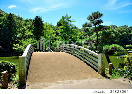 夏の薬師池　東京都町田市 84328064