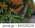 神戸六甲山の紅葉 84328226
