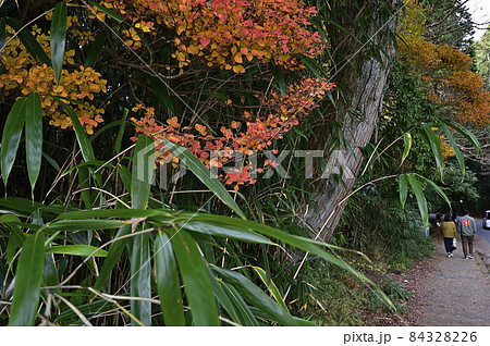 神戸六甲山の紅葉 神戸六甲山の紅葉 84328226