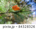 松の木の枝に落ちた一枚の赤い紅葉の葉 84328326